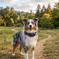 No-Subscription GPS Dog Tracker Collar